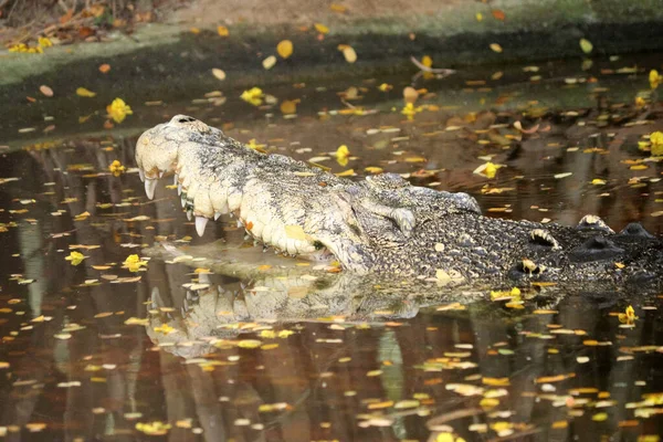 Крокодил Погруженный Воду Естественной Среде Обитания — стоковое фото