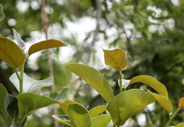 Detailní Záběr Banyanových Stromů Listí Rozmazaném Pozadí — Stock fotografie