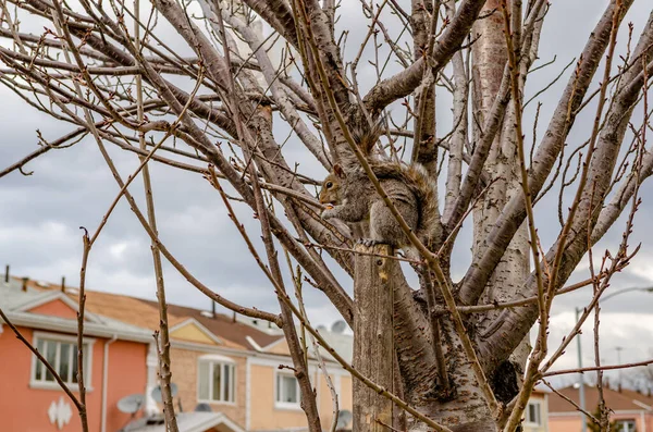 Una Hermosa Toma Una Ardilla Sentada Árbol Sin Hojas Parque — Foto de Stock