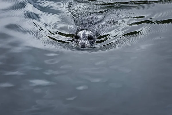 Adorable Grey Harbor Seal Swimming Water — Stock Photo, Image