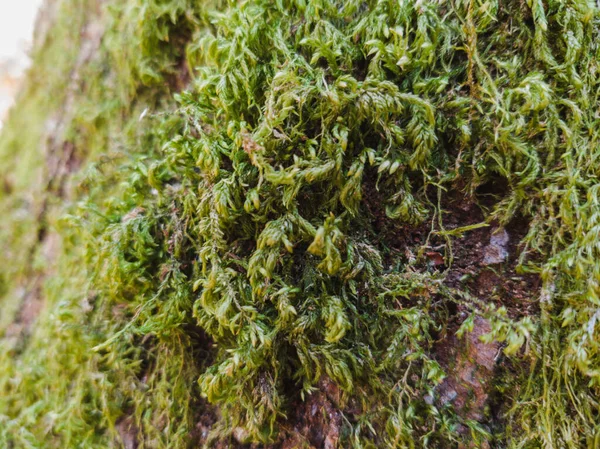 Närbild Den Växande Mossa Trädet Bark — Stockfoto