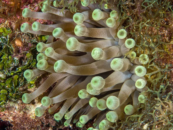 Closeup Shot Coral Reefs Underwater Ocean — Stock Photo, Image