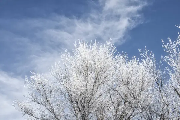 Ein Schöner Blick Auf Die Frostbedeckten Äste Garten — Stockfoto