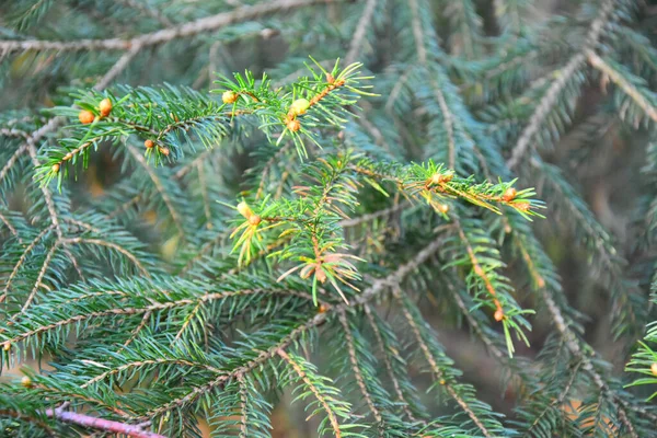 Een Close Shot Van Groene Sparren Bladeren — Stockfoto