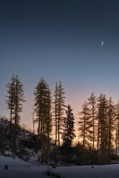 Pionowe Zdjęcie Drzew Falera Gmina Surselva Szwajcaria Śniegu Wieczorem — Zdjęcie stockowe