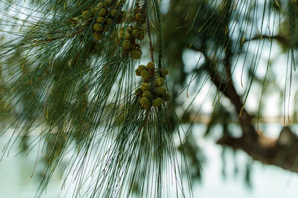 Small Acorns Growing Pine Tree Branch — Stock fotografie