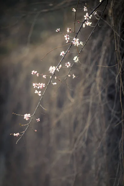 Vertical Shot Thin Branch Blooming Flowers — Stock Photo, Image