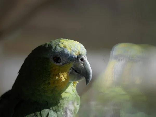 Closeup Portrait Shot Orange Winged Amazon Parrot — Stock Photo, Image