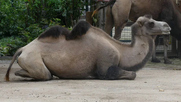 Ένα Κοντινό Πλάνο Γκρίζας Καμήλας Ξαπλωμένη Στο Έδαφος — Φωτογραφία Αρχείου