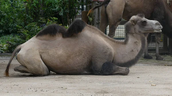 Een Close Shot Van Grijze Kameel Liggend Grond — Stockfoto