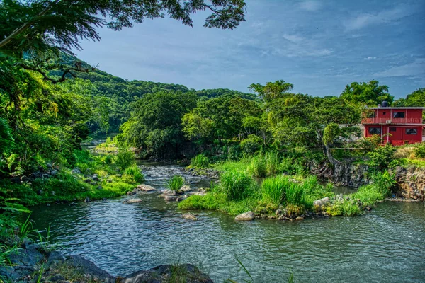 公園内の木々や植物に囲まれた川の美しい景色 — ストック写真