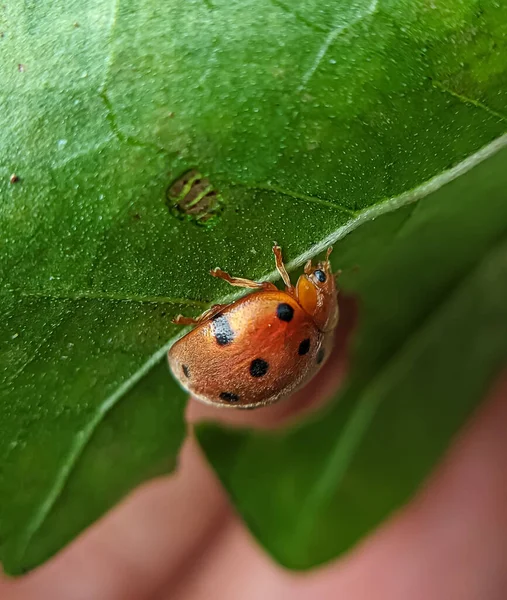 Macro Shot Mexican Bean Beetle Green Leaf — Stock Photo, Image