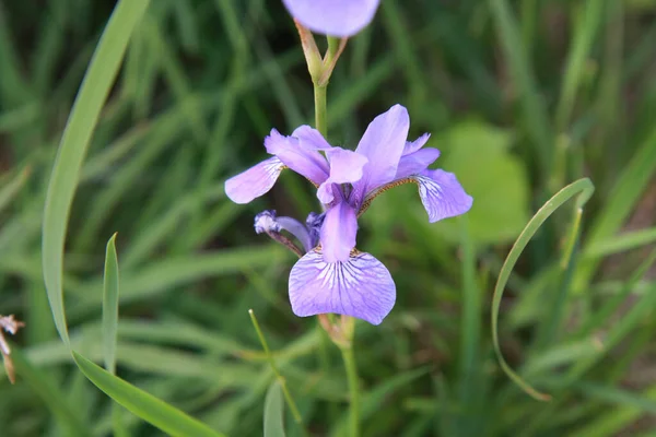 背景がぼやけて晴れた日に緑の芝生の間の庭でシベリアの虹彩の花のクローズアップショット — ストック写真