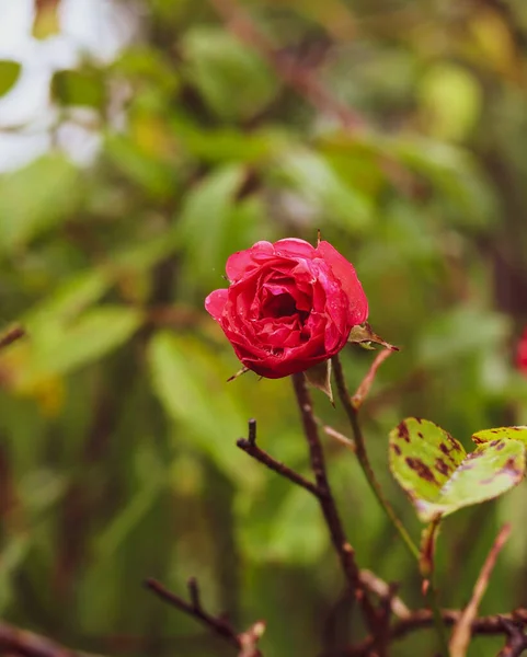 Pionowe Ujęcie Różowej Róży Rosnącej Ogrodzie Rozmytym Tle — Zdjęcie stockowe