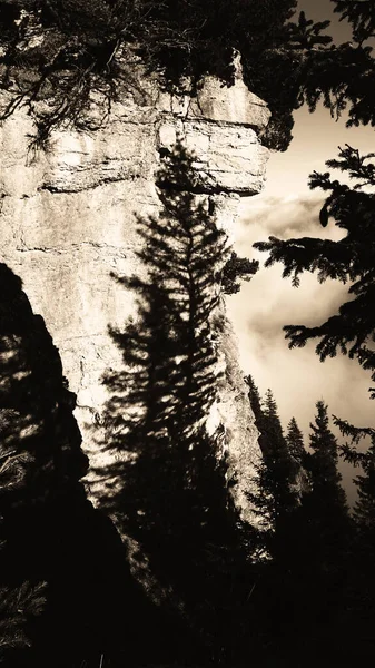 Grayscale Vertical Shot Shadows Pine Trees Rock Formation — Stock Photo, Image