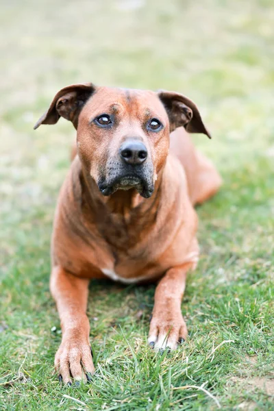 Tiro Vertical Cão Doméstico Marrom Deitado Livre — Fotografia de Stock