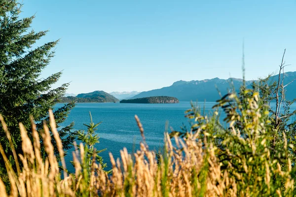 Ein Schuss Wiesenpflanzen Auf Dem Hintergrund Des Sees Einem Sonnigen — Stockfoto