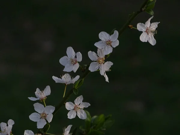 Ein Flacher Fokus Eines Blühenden Astes Mit Kleinen Weißen Blüten — Stockfoto