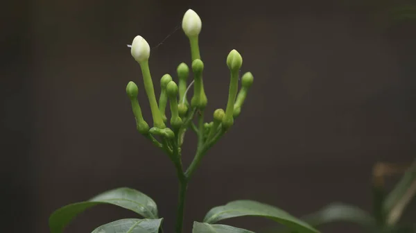 Bahçede Beyaz Yasemin Çiçeklerinin Seçici Odak Noktası — Stok fotoğraf