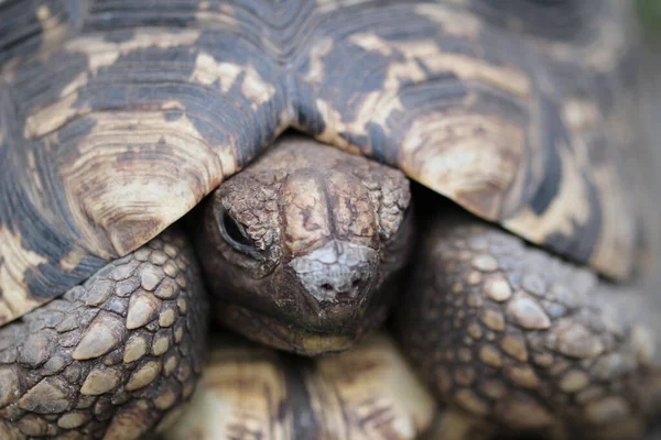 Närbild Bild Vacker Sköldpadda Suddig Bakgrund — Stockfoto