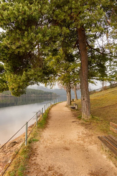 Colpo Verticale Albero Parco All Aperto Schluchsee — Foto Stock