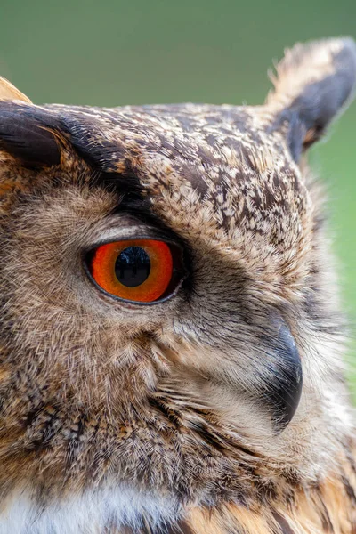 猫头鹰眼睛的选择性聚焦镜头 — 图库照片