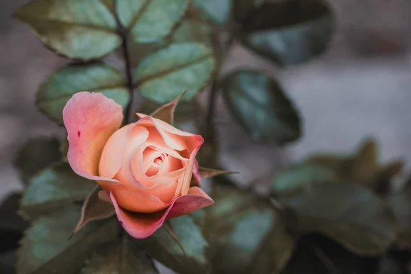 Tek Bir Pembe Çalı Çiçeğinin Yakın Plan Çekimi — Stok fotoğraf