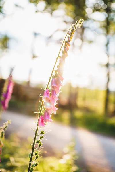 Malowniczy Widok Promieni Słońca Przecinających Między Kwitnącymi Kwiatami Foxglove Roślin — Zdjęcie stockowe