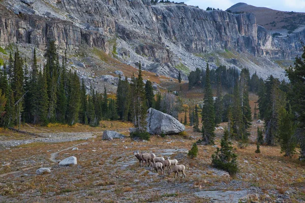 Grand Teton Ulusal Parkı Wyoming Koyun Sürüsü — Stok fotoğraf