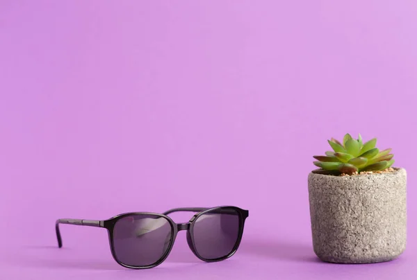 Nahaufnahme Einer Sonnenbrille Und Einer Saftigen Zimmerpflanze Auf Violettem Hintergrund — Stockfoto