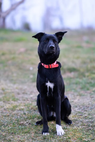 屋外に座っている黒い犬の垂直ショット — ストック写真