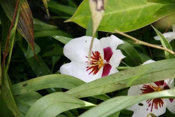 Primer Plano Una Miltonia Flores Orquídea Creciendo Entre Hojas Verdes —  Fotos de Stock