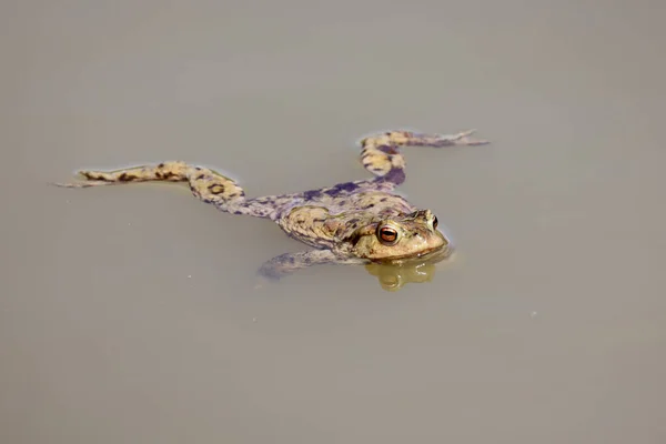 Closeup Shot Toad Breeding Season Pond — Stock Photo, Image