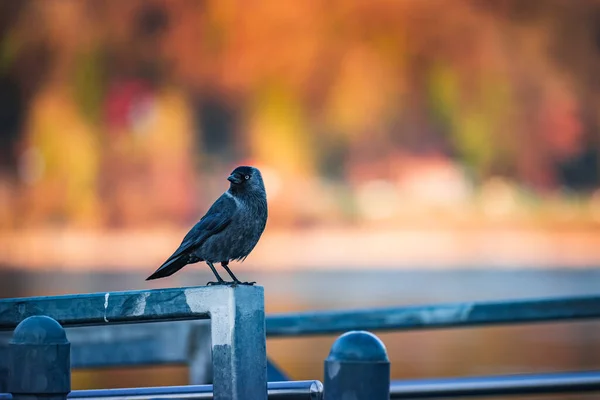 Jackdaw Sur Une Rambarde Métallique Dans Parc — Photo