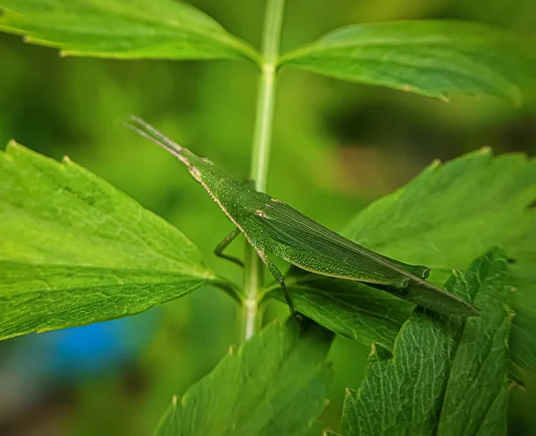 一只绿色的中国蚱蜢在花园里绿叶上的特写镜头 — 图库照片