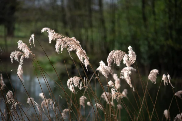 Bunch Melica Grass Reeds Pond Shore — Stock Photo, Image