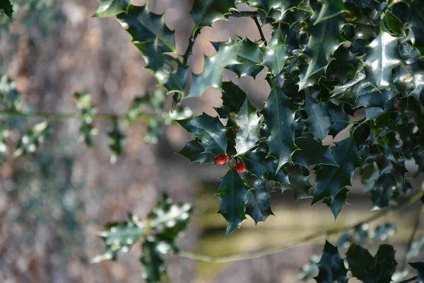 Een Verticale Close Van Holly Plant Ilex Aquifolium — Stockfoto