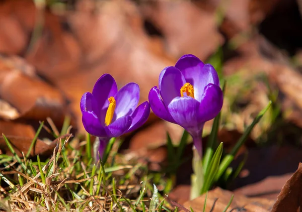 Close Shallow Focus Shot Two Crocuses — Stock Photo, Image