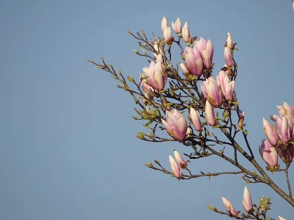 Krásný Výhled Magnólii Liliiflora Květy Kvetoucí Stromě Proti Modré Obloze — Stock fotografie