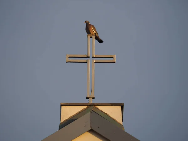 Friedenstaube Taube Auf Dem Kreuz Der Kirche Friedenstaube Taube — Stockfoto