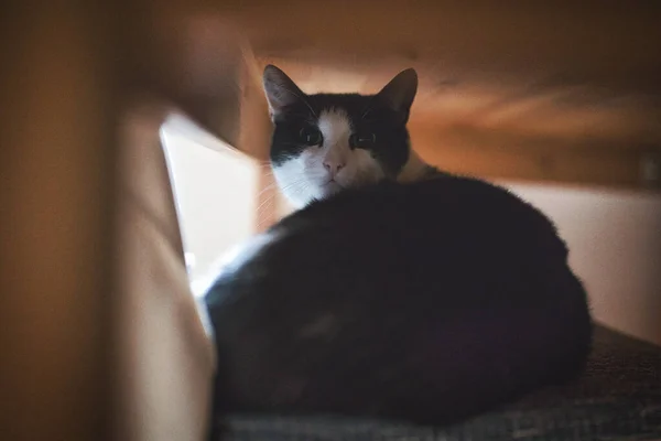 Närbild Bild Svart Katt Med Ett Vitt Ansikte Sitter Sitt — Stockfoto