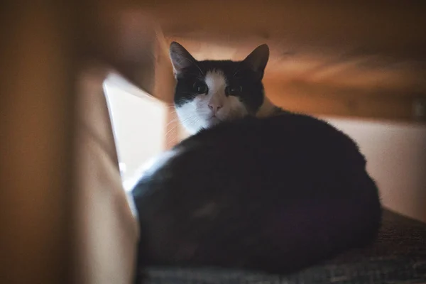 Close Gato Preto Com Rosto Branco Sentado Sua Casa Madeira — Fotografia de Stock