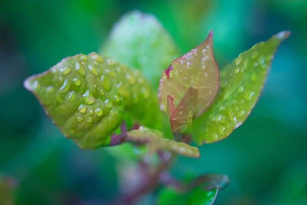 Макровзгляд Розовые Зеленые Листья — стоковое фото