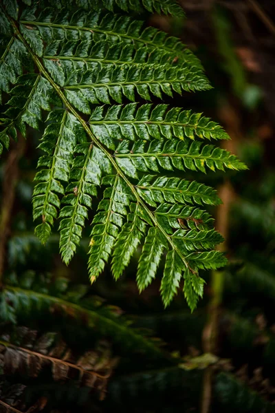 森の中の緑の葉の塊 — ストック写真