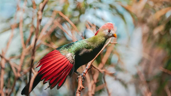 Краснохохлый Турако Редкая Зелёная Птица Рыжей Головой Тропические Птицы — стоковое фото