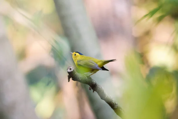 Primo Piano Uccello Parula Ramo Albero Una Foresta Una Giornata — Foto Stock