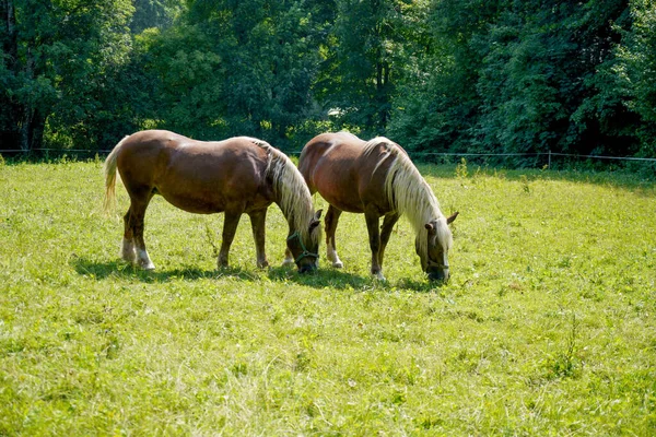 Shot Two Horses Eating Grass — Stock Photo, Image