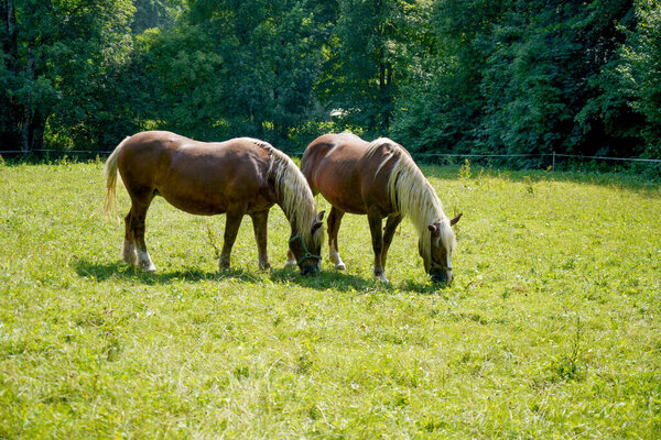 A shot of a two horses eating grass