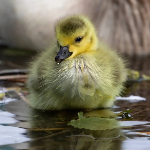 Пристрелений Маленьким Жовтим Єгипетським Гусаком Воді — стокове фото