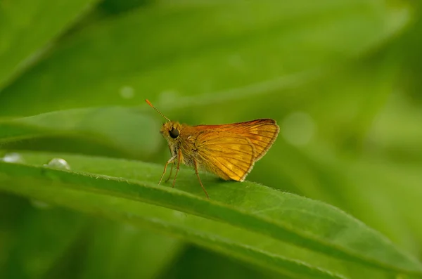 Selektivní Ostření Záběr Velkého Velitele Ochlodes Sylvanus Motýla Rosný Zelený — Stock fotografie